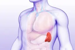 همه چیز درباره طحال؛  آیا بدون طحال می توان زندگی کرد؟ 