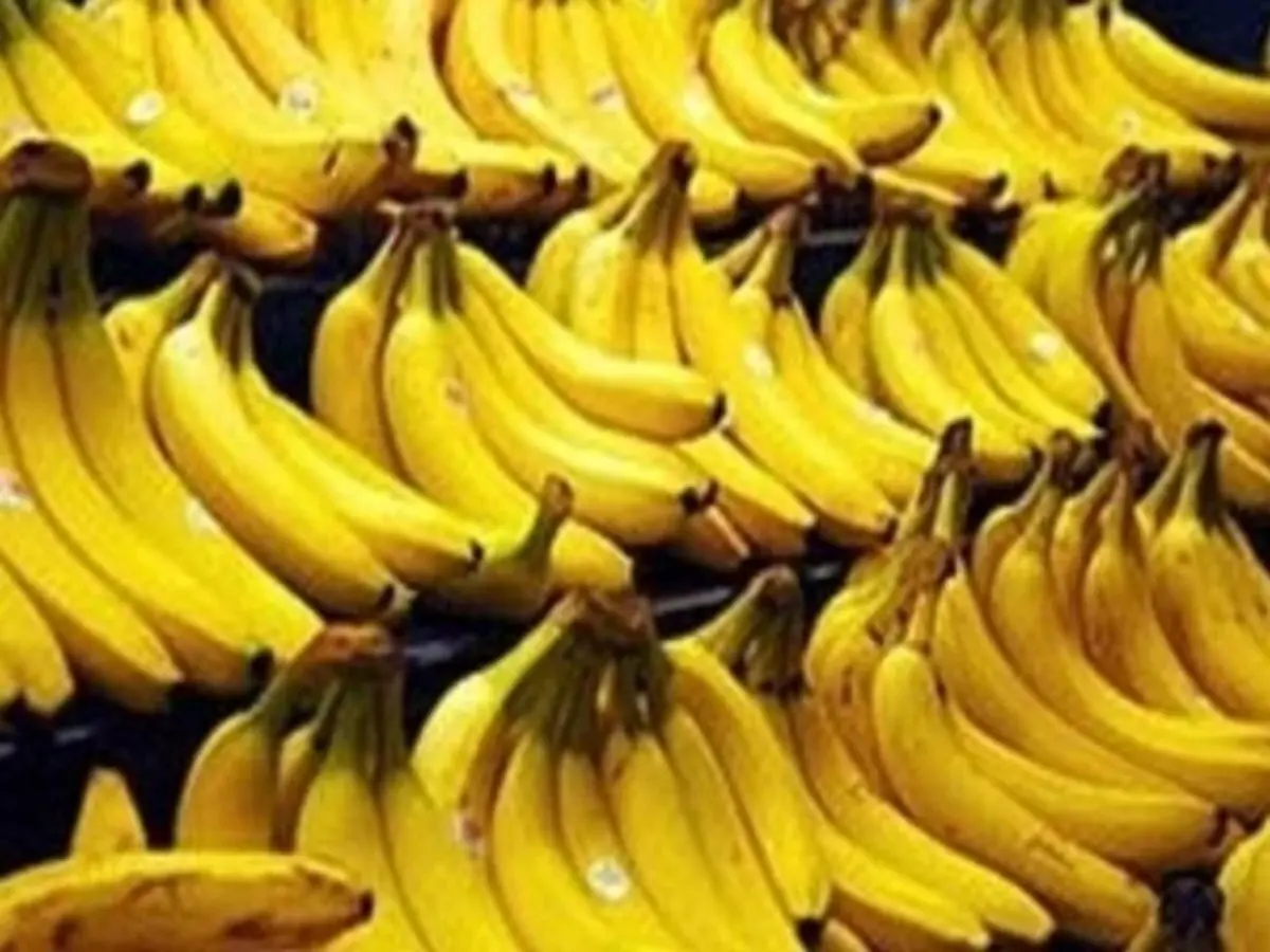 شرایط واردات موز اعلام شد 