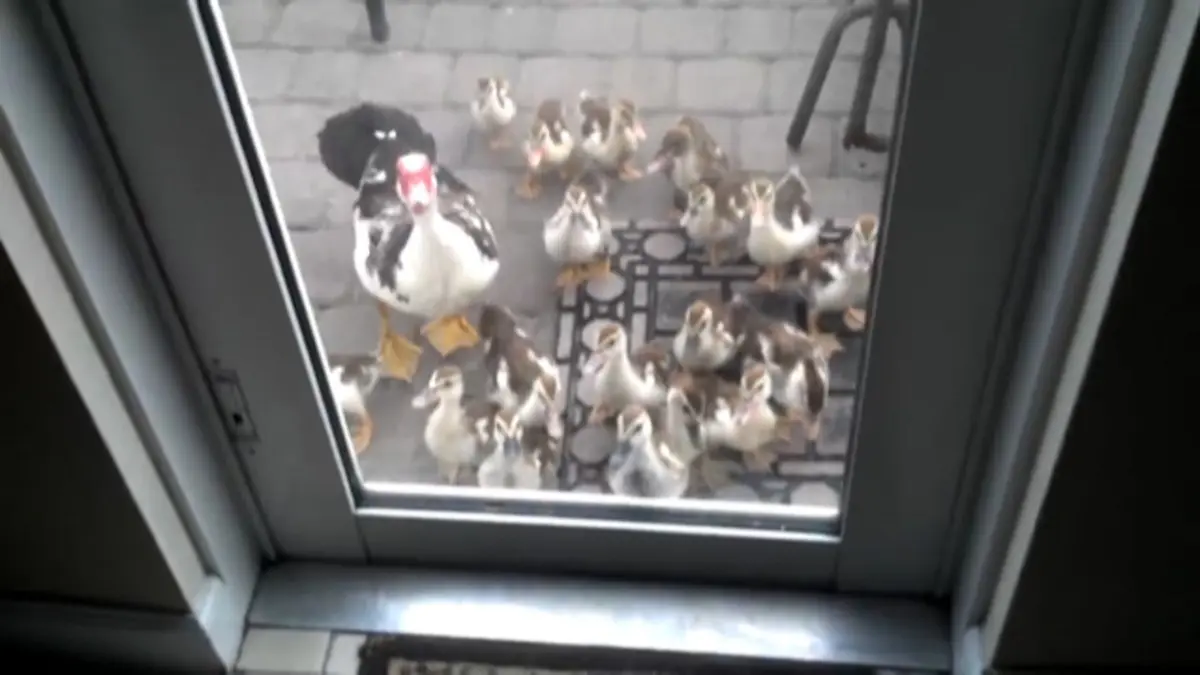 اردک‌هایی که دست از سر صاحبشان برنمیدارند!+ویدئو