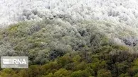  تابلوی زیبای برفی طبیعی از جنگل‌های آمل!