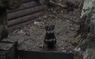 زندگی سگی در یکی از مراکز نظامی اوکراین!+ویدئو