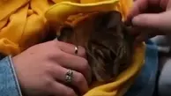 ویدئویی عجیب از خوشتیپ ترین گربه روسیه!