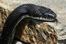 آب دادن به یک مار سیاه تشنه توسط گردشگر شجاع با قمقمه! | شجاعت و انسانیت این گردشگر عموم را حیرت زده کرد‌+ویدئو