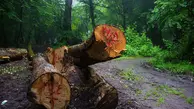 روش عجیب خشکاندن درختان جنگل‌های هیرکانی توسط قاچاقچیان+ویدئو 