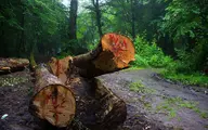 روش عجیب خشکاندن درختان جنگل‌های هیرکانی توسط قاچاقچیان+ویدئو 