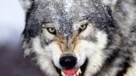چند گرگ وحشی در جنگل‌های هیرکانی دیده شدند + ویدئو