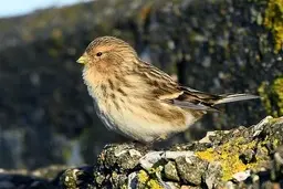 مشاهده سهره کوهی در استان قزوین ثبت شد