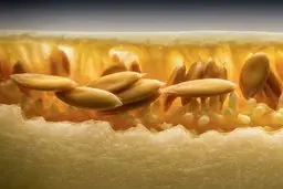 اگر همیشه تخم خربزه رو دور میریزی کاملا اشتباه میکنی! | با این ترفندا بیا خشکش کن و از خواصش لذت ببر | خواص معجزه‌آسا خوردن تخم خربزه