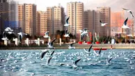 کاهش چشمگیر پرندگان مهاجر در تهران 