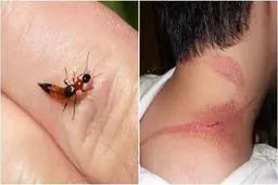 دراکولا ها به چه کسانی حمله می‌کند؟