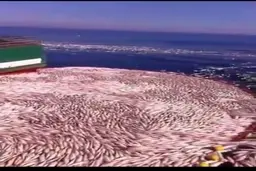 استفاده از شوک برق برای ماهیگیری توسط کشتیهای چینی + ویدئو