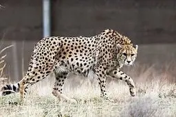 «کوشکی» تلف شد |  یوز معروف ایرانی در توران تلف شد