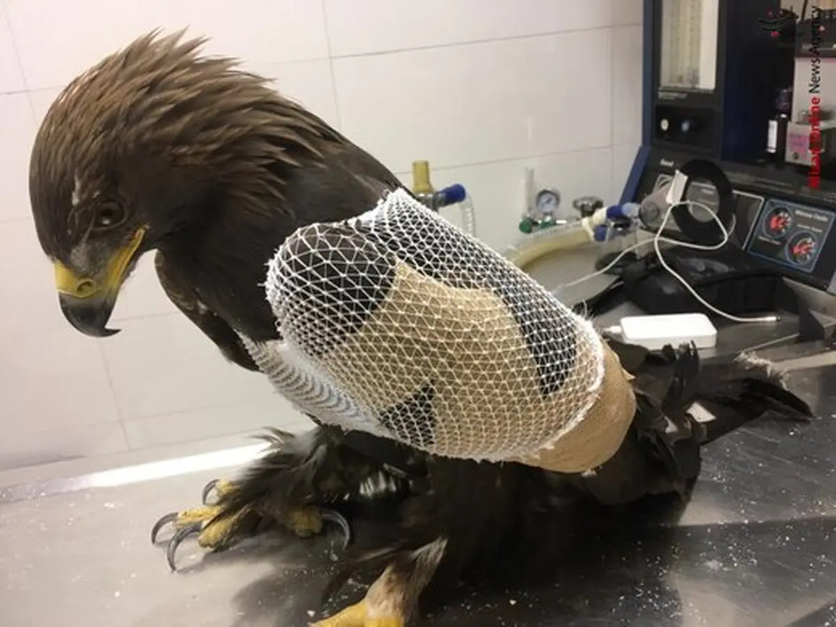 مصدومیت عقاب طلایی بر اثر برخورد با دکل برق فشارقوی+ عکس