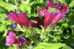 شگفتی های مصرف گل گاوزبان| مقابله با کرونا با مصرف گل گاوزبان