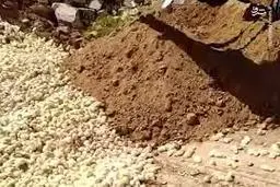 ویدئویی دردناک از زنده‌بگور کردن صدها جوجه