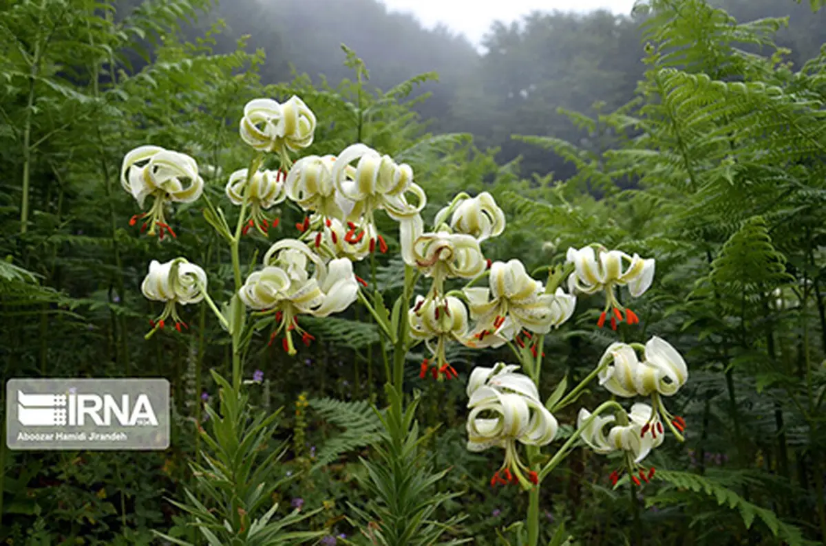 نادرترین گل جهان را دیده اید؟| رویش نادرترین گل جهان در داماش گیلان+تصاویر
