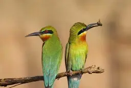 زنبور داران منطقه مراغه دست به کشتارمرغ های زنبور خوار زدند+ویدیو