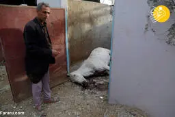 کشتار ده‌ها اسب در حمله هوایی عربستان به صنعا 