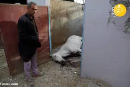 کشتار ده‌ها اسب در حمله هوایی عربستان به صنعا 