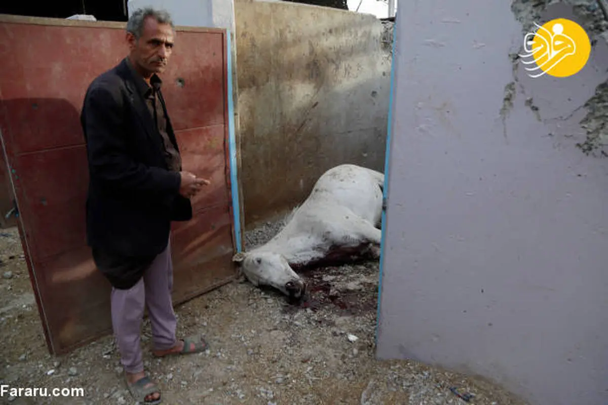 کشتار ده‌ها اسب در حمله هوایی عربستان به صنعا 