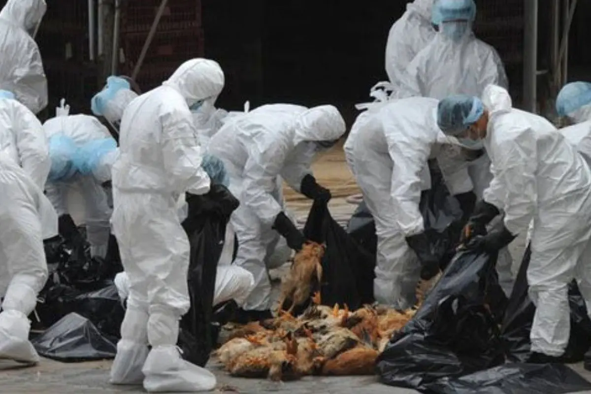 
شناسایی 2کانون آنفلوآنزای فوق حاد پرندگان در کردستان 

