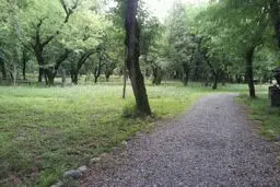 
پیشگیری از آتش سوزی | چرای دام ها در یکی از بوستان‌های تهران