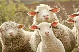 لحظه‌ی عجیب حمل دام زنده وسط مترو!+ویدئو 