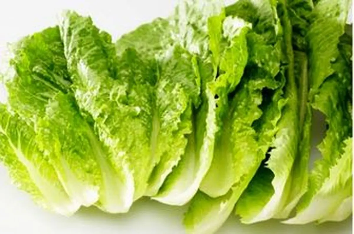 اگه میخوای بدونی با کاهو تلخ باید چیکار کنی بخون! | علت تلخ شدن کاهو و راهکار جلوگیری از آن