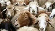 ترخیص گوسفندان پرحاشیه با وساطت وزیر!