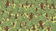 آیا می توانید خارپشت پنهان شده در جنگل را پیدا کنید؟+تصویر