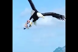 زیبایی و قدرت طبیعت  | ویدیویی از مهارت شاهین دریایی در شکار ماهی 

