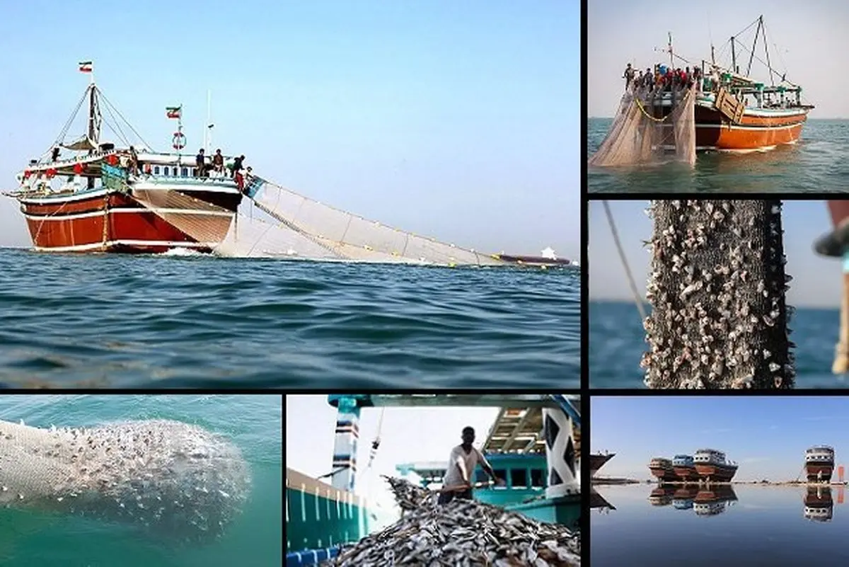  صید غیرمجاز «ترال»زنگ خطری برای پایان ذخایر دریایی