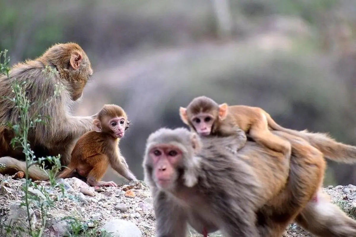 هشدار فوری برای آبله میمونی | شیوع خطرناک آبله میمونی همانند آنفولانزا