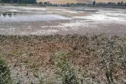 «سراب نیلوفر» خشک شد