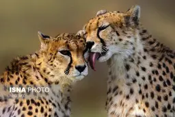 انتقال جنجالی یوزپلنگ‌های پردیسان به سمنان