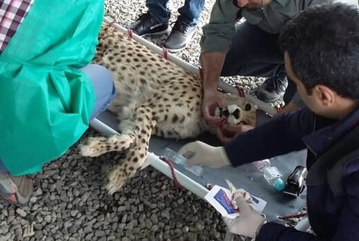 توضیحات محیط‌زیست در مورد انتقال یوزپلنگ ایرانی به سمنان