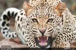 
حیات‌وحش  | مشاعده یک قلاده پلنگ  ایرانی در شهرستان البرز  