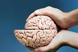 هشدار، این غذاها مغز شما را می خورد !