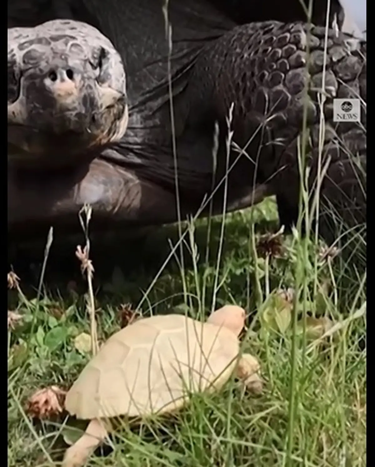 ویدیویی از لاک پشت غول پیکر | گالاپاگوس در حال انقراض است
