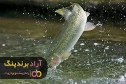 همه چیز درباره ماهی قزل الا طلایی بزرگ