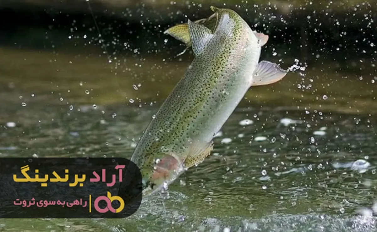 همه چیز درباره ماهی قزل الا طلایی بزرگ