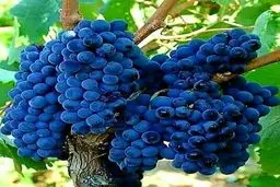 قلمه زدن انگور | انگور را در آب ریشه دار کنید+ویدئو