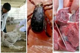 تعداد مبتلایان ایرانی لو رفت | حقیقت ماجرای تب کریمه مشخص شد | تعداد بیماران واقعی ایران | این بیماری کشنده است؟