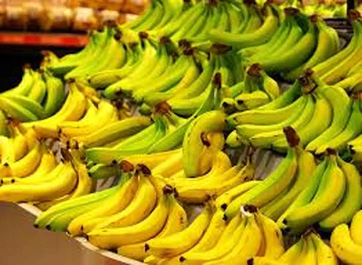 واردات انحصاری، موز را لاکچری کرد!