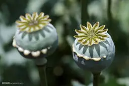 مزرعه خشخاش در بهبهان کشف و امحا شد 