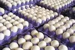  افزایش ۴۰ درصدی  تولید مرغ و تخم مرغ