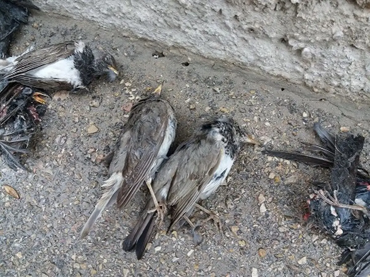 مرگ دسته‌جمعی سارها در بجنورد 