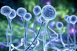 بروز علائم قارچ سیاه چگونه آغاز می‌شود؟