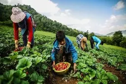 کشاورزان روستای سفید چشمه درحال برداشت توت فرنگی