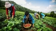 کشاورزان روستای سفید چشمه درحال برداشت توت فرنگی